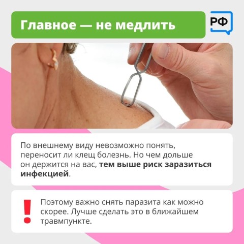 Вместе с клещом можно подцепить опасные болезни