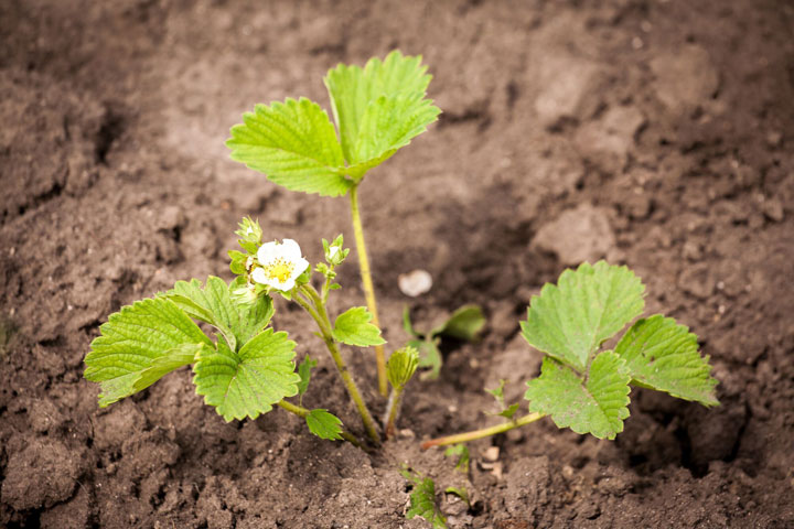 Как правильно сеять клубнику и другие культуры в феврале