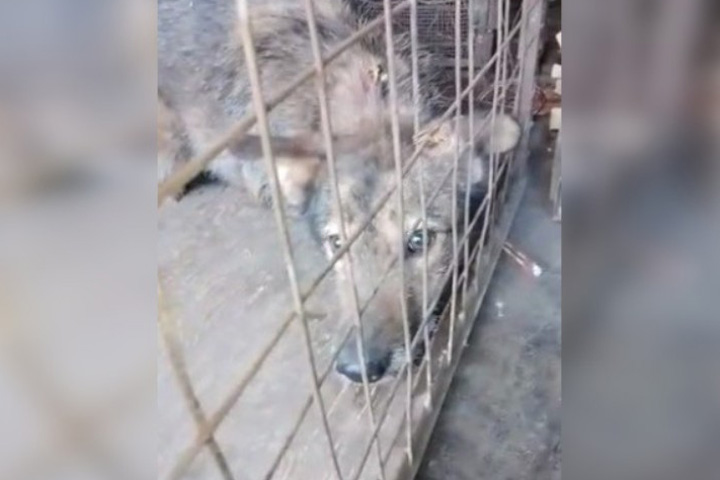 Бродячих собак в Усть-Абакане спасают от отловщиков