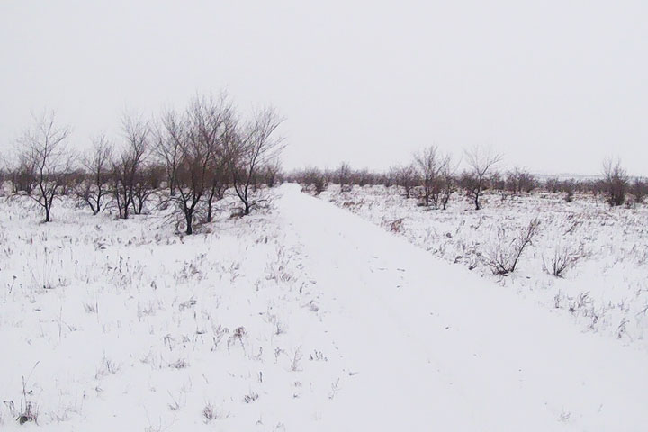 Сельхозземля возле села Зеленое покрылась кустарниками