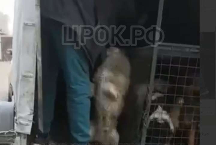 Шок: как в Хакасии действует отловщица собак - ВИДЕО 