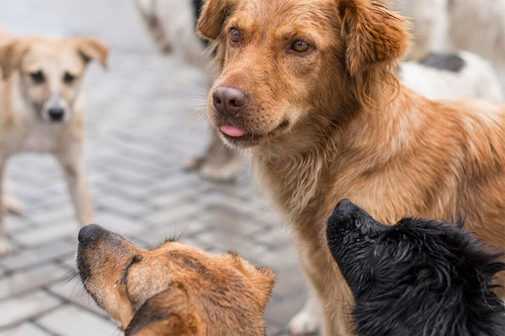 Террор клыкастых: как бороться с собачьими стаями в Хакасии
