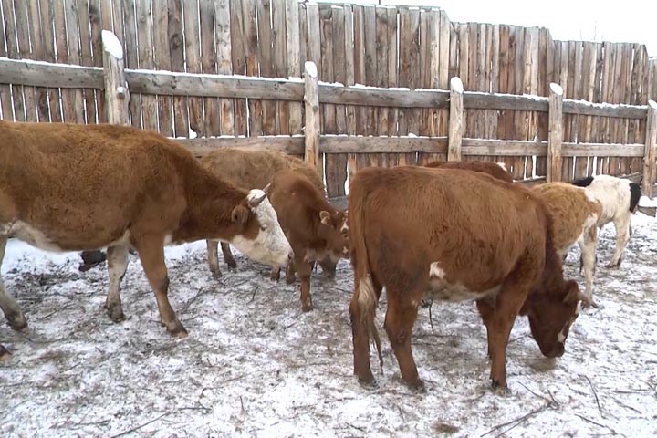 Нарушители не получат выплаты за изъятый скот в Хакасии