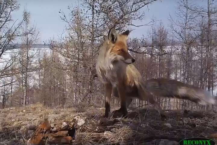 В Хакасии в объектив фотоловушки попалась лисица