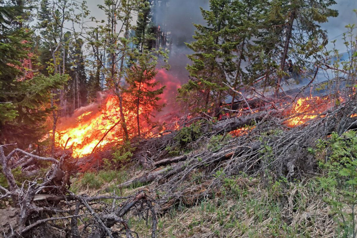 В Саяногорском лесничестве сдержать пожар помогли минерализированные полосы