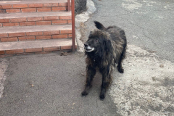 В Черногорске домашняя собака покусала 4-летнюю внучку хозяев