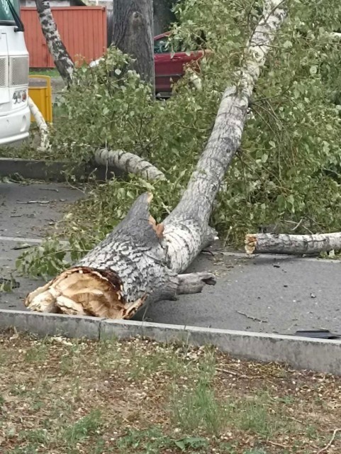 ЧП: в Абакане дерево упало на автомобиль 