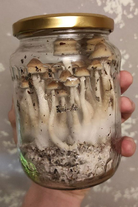 Житель Абакана может сесть на 20 лет за сбыт галлюциногенных грибов 