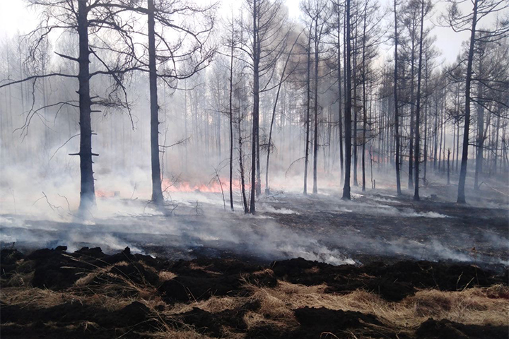 Минприроды Хакасии показало кадры с лесных пожаров