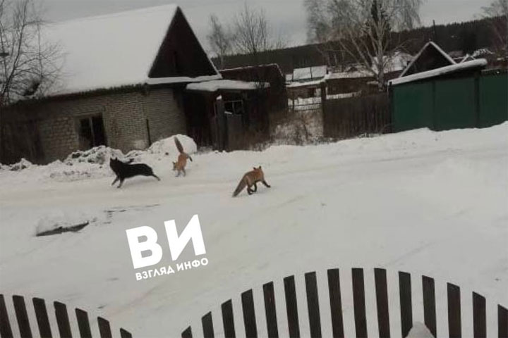 Дикие лисы вышли к людям в Минусинском районе