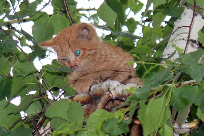 В Саяногорске сотрудник ГАИ снял с дерева котенка, просидевшего там всю ночь