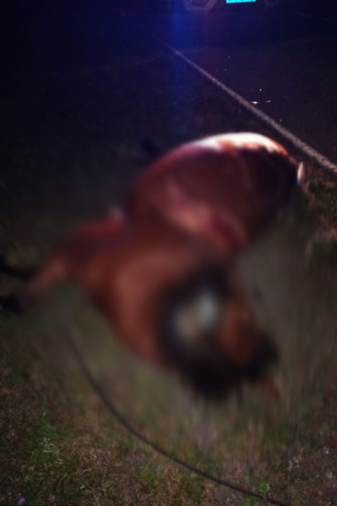 В Боградском районе автоледи впала в кому после столкновения с лошадью 