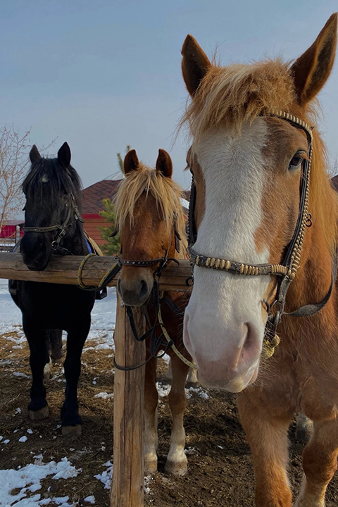 Из конно-туристического комплекса в Хакасии украли меринов
