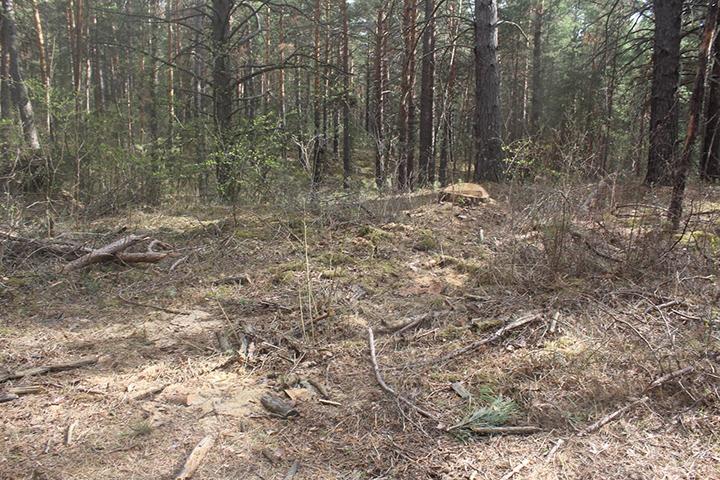 Рядом с Хакасией незаконно нарубили лес на 4 миллиона