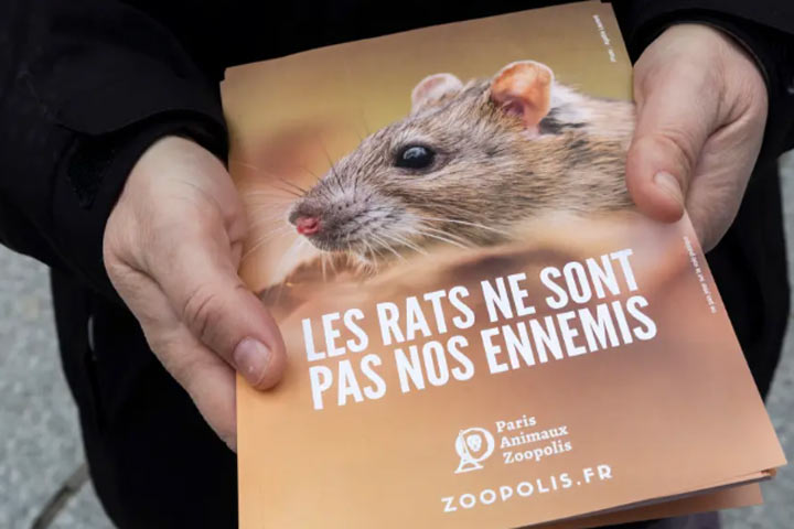 Чёрная смерть для Франции. Крысы правят бал