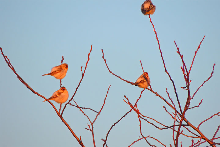 В Хакасии певчие птицы попали в объектив камеры