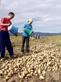 В республике раздают картофель на посадку