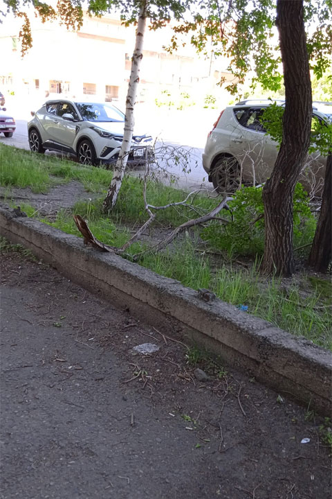 В Черногорске разбираются с поваленными ветром деревьями и не только