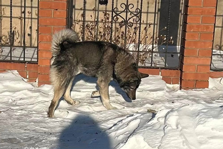 Владельцев собак в Орджоникидзевском районе предупредили о рейдах