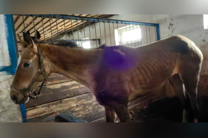 Десятки истощенных лошадей обнаружили в заточении 