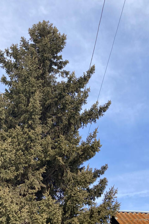 В Хакасии между местной властью и жителями встали две большие... елки