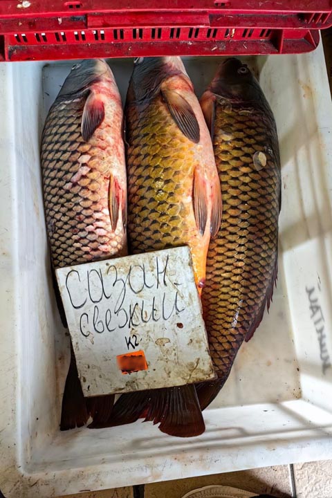 В Абакане на базе по Итыгина нашли рыбу без документов 