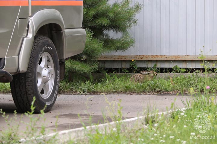 В хакасский главк МЧС забежал ушастый бедолага 