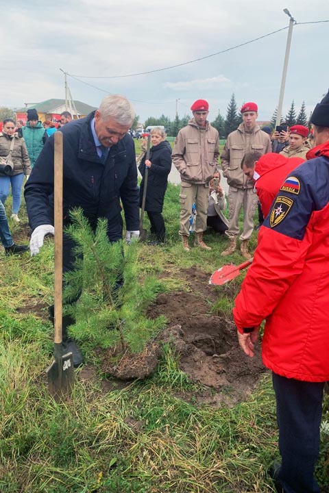 На Советской улице в Черногорске поселились маленькие сосны