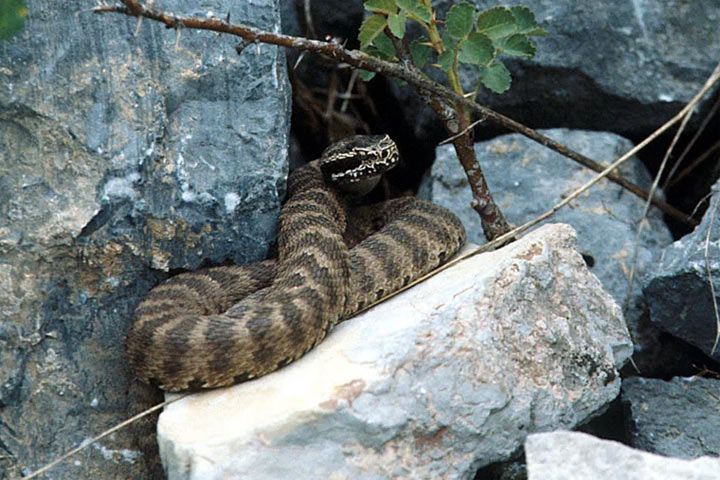 Какие ядовитые змеи водятся в России, и как оказать первую помощь при укусе. Фото