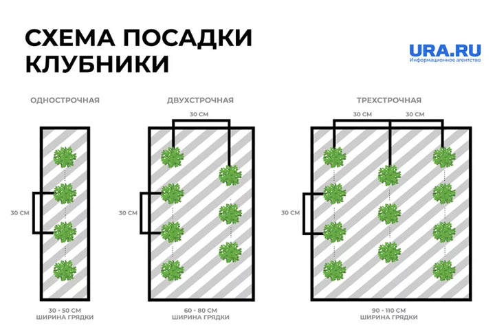 Как сажать клубнику: схема посадки и правила ухода