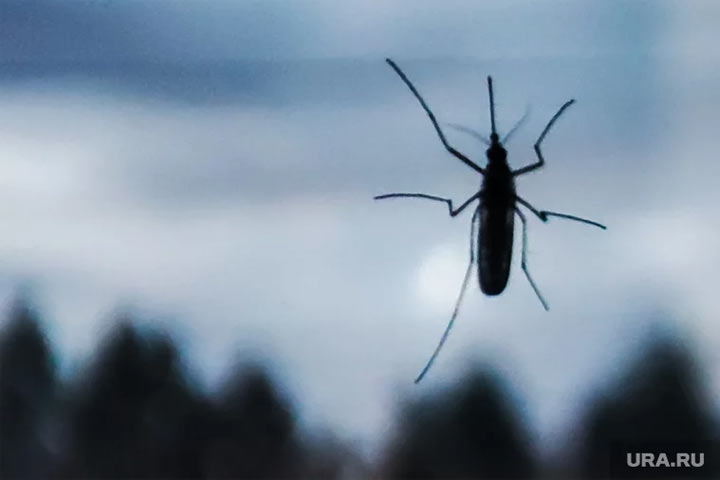 Как уберечься от комаров, мошкары и клещей: что делать при укусе