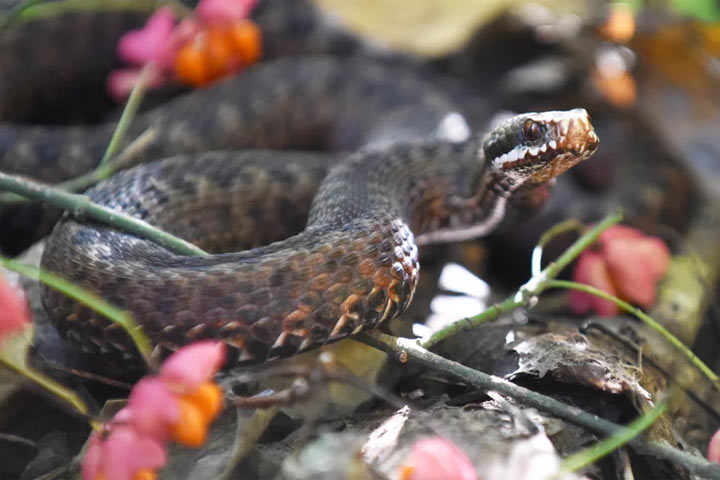Какие ядовитые змеи водятся в России, и как оказать первую помощь при укусе. Фото