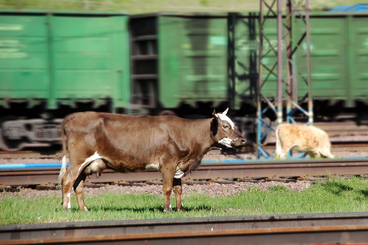Коровы и кони тормозят поезда в Хакасии