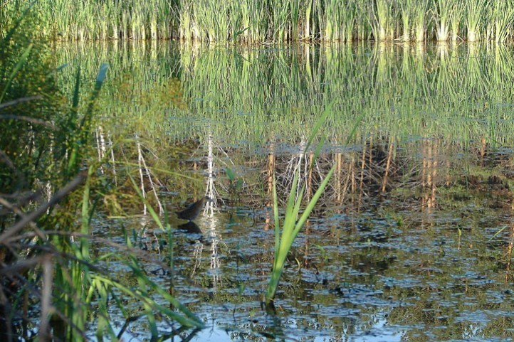 Краснокнижная птичка на воде: заповедник поделился редкими кадрами