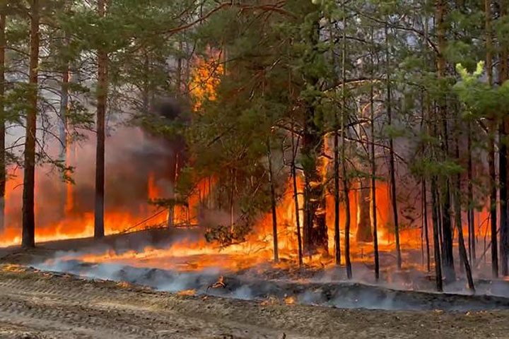 Диверсанты, чиновники или изменение климата — кто виноват, что российские леса снова горят?