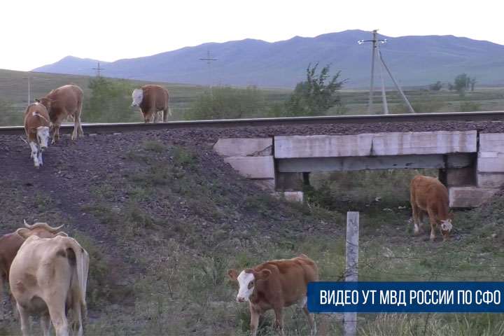 В Хакасии владельца скота привлекли к ответственности за коров на ж.д. путях