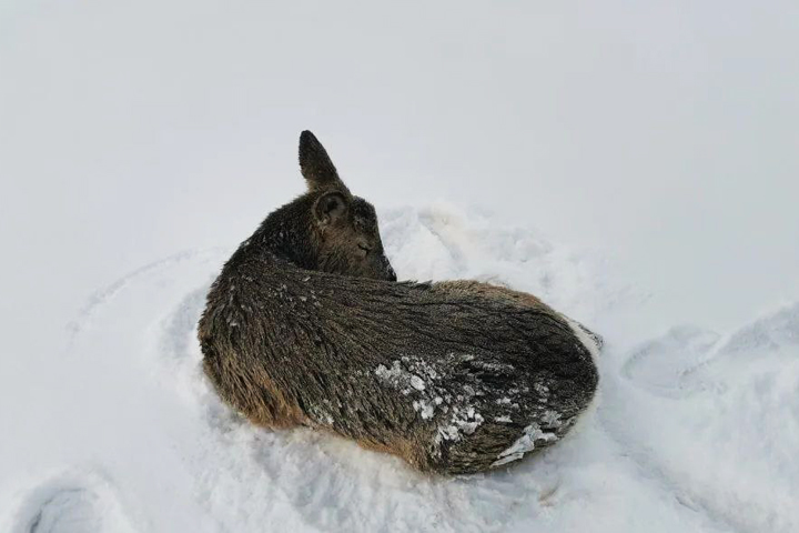 На Красноярском водохранилище спасли провалившуюся под лед косулю 