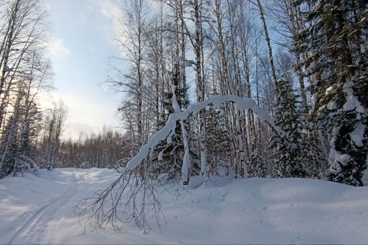 Правила поведения в лесу для сохранения природы 