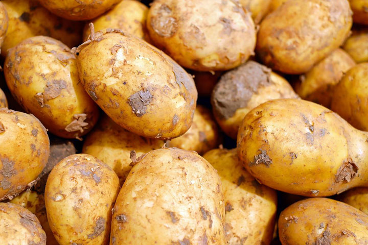 Жители Хакасии рассчитывают на урожай картофеля