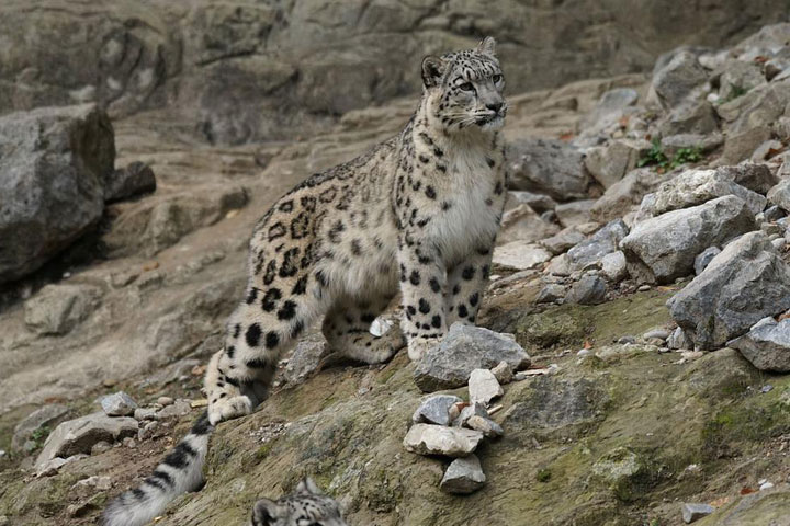 В WWF опасаются растущей угрозы популяции снежных барсов рядом с Хакасией