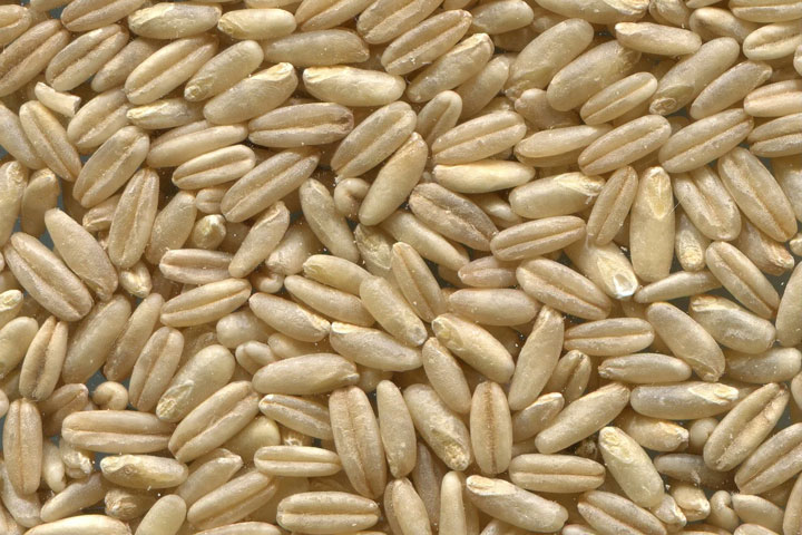 Хакасия экспортировала в КНР 1,3 тысячи тонн зерна