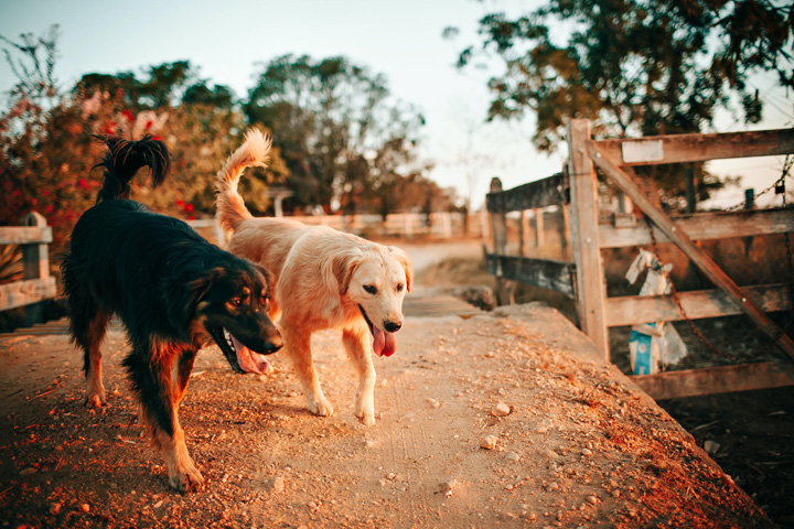 В Хакасии агрессивных собак будут кормить пожизненно дважды в день