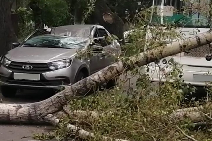 ЧП: в Абакане дерево упало на автомобиль 