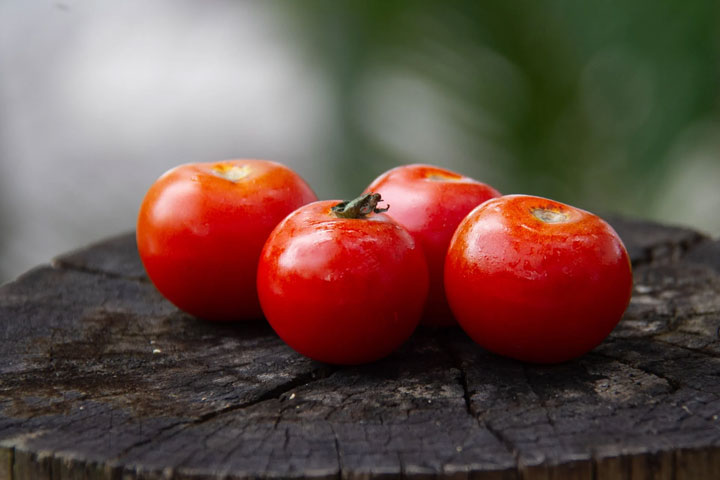 Соседи Хакасии в крупной партии томатов нашли южноамериканскую моль