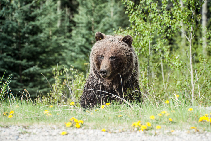 Медведя заметили у дороги в районе Ергак 