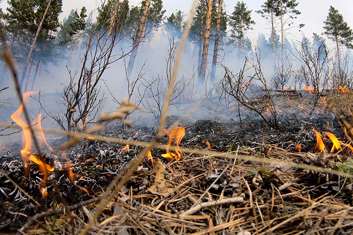 В Хакасии возобновились лесные пожары