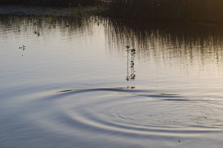 В Хакасии в озере нашли личинки гельминтов