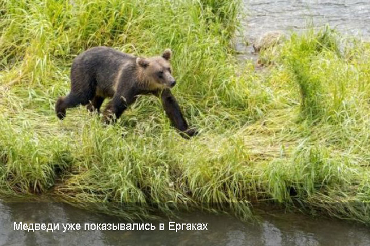  Жители Хакасии заметили гуляющего в Ергаках медведя