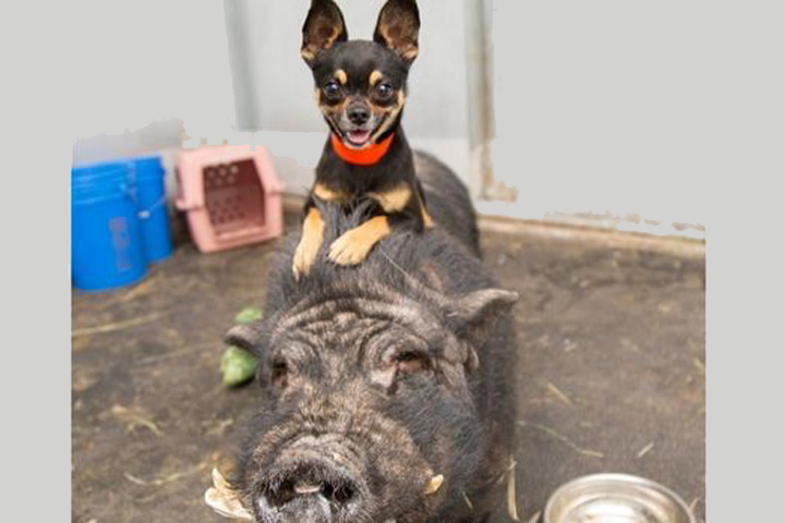 Стала известна история неразлучных друзей - свиньи и собаки
