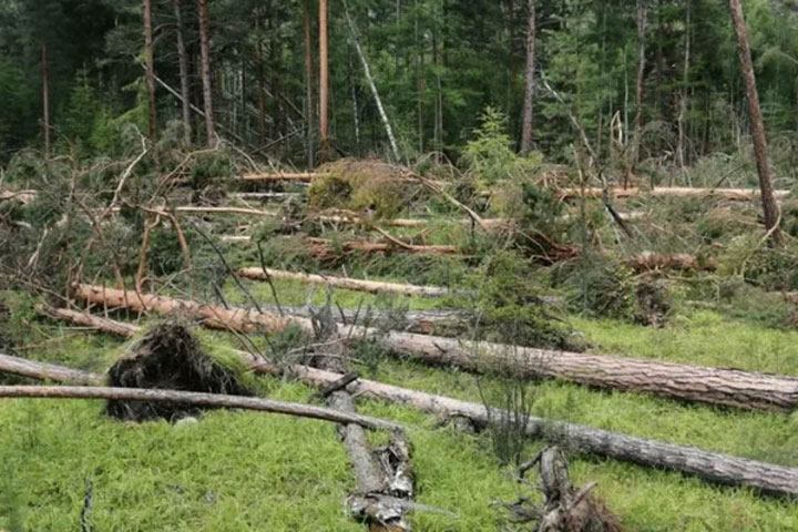 В Хакасии работника лесничества придавило насмерть деревом 